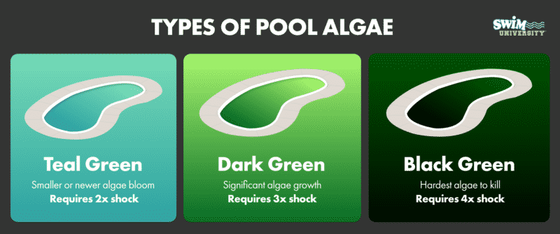 泳池藻类的种类